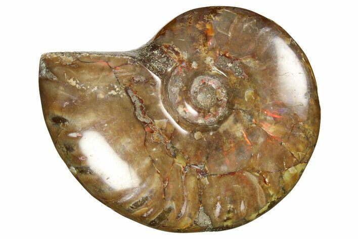 Red Flash Ammonite Fossil - Madagascar #187251